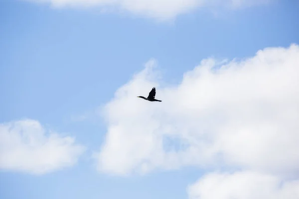 Bild Eines Kormorans Der Blauem Himmel Fliegt — Stockfoto