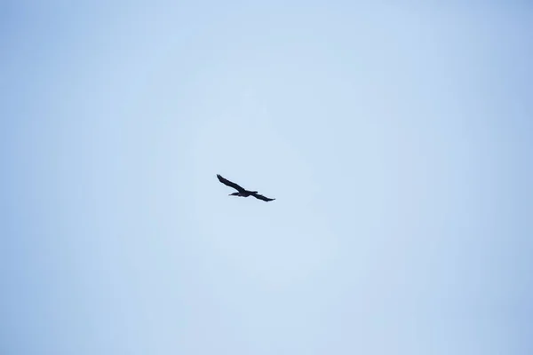Afbeelding Van Aalscholver Vliegen Blauwe Lucht — Stockfoto