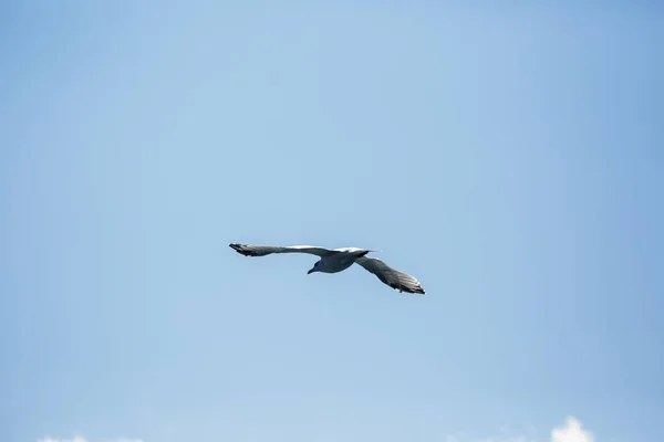 Möwe Fliegt Mit Blauem Himmel — Stockfoto