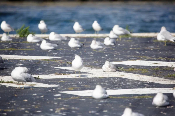 Troupeau Oiseaux Reposant Près Lac Toronto — Photo