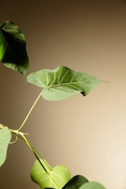 Bitki ve yeşil yaprakların resmi.