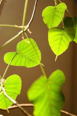 Bitki ve yeşil yaprakların resmi.