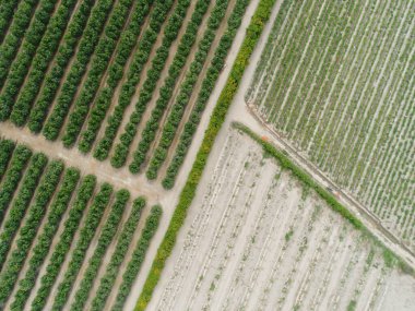 Tarım alanının hava görüntüsü. İHA ile yapılan resim.