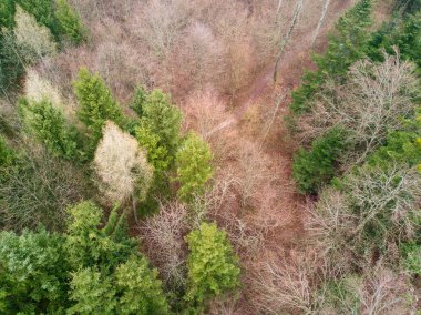 İsviçre 'deki ormanın havadan çekilmiş resmi. Alplerin resmi.