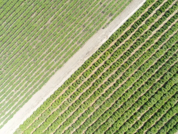 Tarım alanının hava görüntüsü. İHA ile yapılan resim.