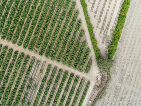 Letecký Obraz Pole Zemědělství Obrázek Vytvořený Dronem — Stock fotografie