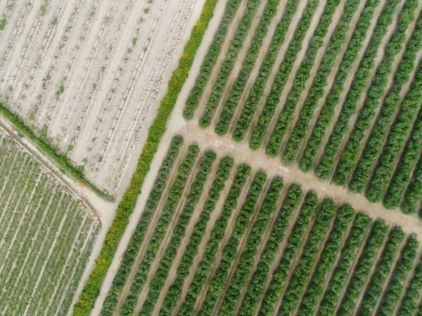 Imagen Aérea Del Campo Agrícola Imagen Hecha Con Dron — Foto de Stock