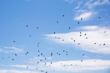 Kuş sürüsü görüntüsü. Pelikan, martı ve göç eden deniz kuşları..