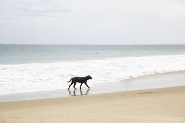 Plajda siyah labrador köpeği resmi..