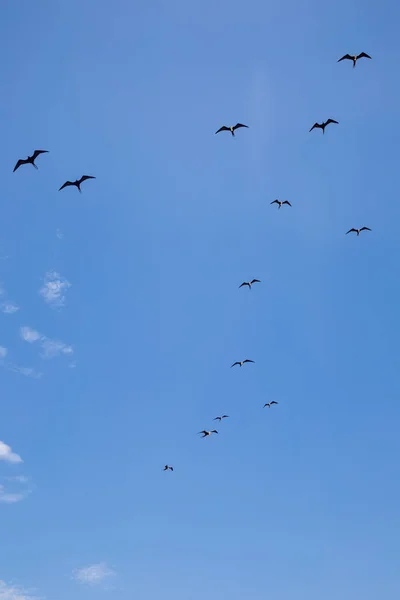 Imagen Bandada Aves Aves Marinas Como Pelícano Gaviotas Migrando — Foto de Stock