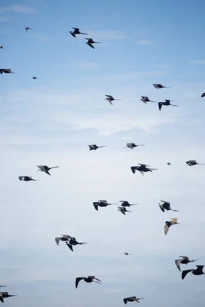 Imagen Bandada Aves Aves Marinas Como Pelícano Gaviotas Migrando — Foto de Stock