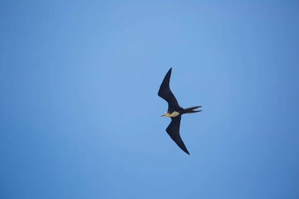 Bild Der Vogelschar Seevögel Wie Pelikane Möwen Zugvögel — Stockfoto
