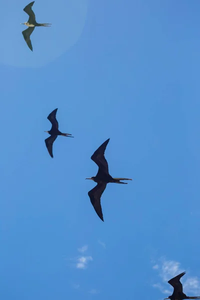 Imagen Bandada Aves Aves Marinas Como Pelícano Gaviotas Migrando — Foto de Stock