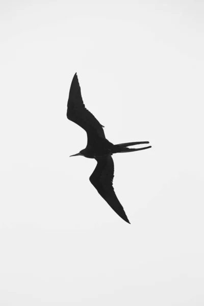 Зображення Зграї Птахів Морські Птахи Пелікан Чайки Мігруючі — стокове фото