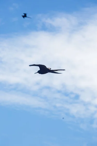 Imagen Bandada Aves Aves Marinas Como Pelícano Gaviotas Migrando — Foto de Stock