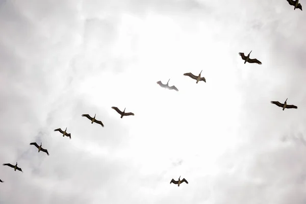 Imagen Bandada Aves Aves Marinas Como Pelícano Gaviotas Migrando — Foto de Stock