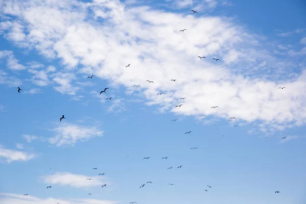 Afbeelding Van Zwerm Vogels Zeevogels Als Pelikaan Meeuwen Migrerende Vogels — Stockfoto