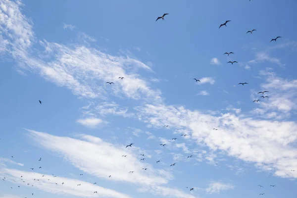 Imagen Bandada Aves Aves Marinas Como Pelícano Gaviotas Migrando — Foto de Stock