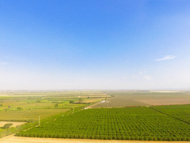 Tarım alanının hava görüntüsü. Meyve tarlası. Sanayi tarımı.
