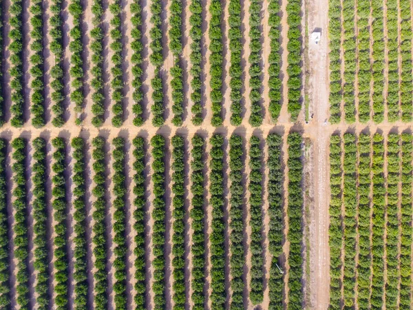 Tarım alanının hava görüntüsü. Meyve tarlası. Sanayi tarımı.