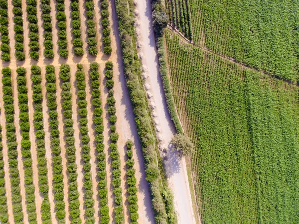 农业领域的空中图像 工业农业 — 图库照片