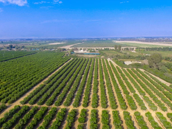 Imagem Aérea Campo Agrícola Campo Frutas Agricultura Industrial — Fotografia de Stock