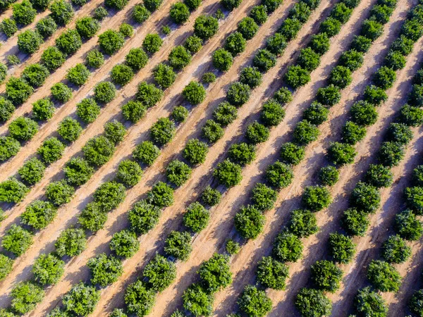 农业领域的空中图像 工业农业 — 图库照片