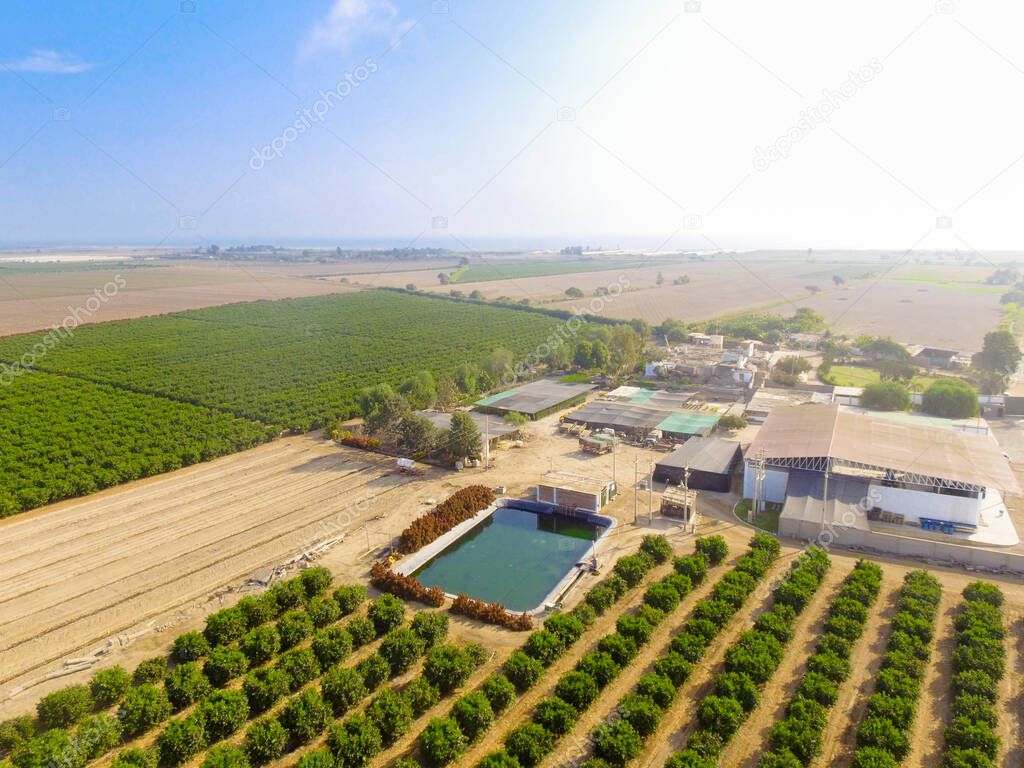 Aerial image of agriculture field. Fruit field. Industrial agriculture.