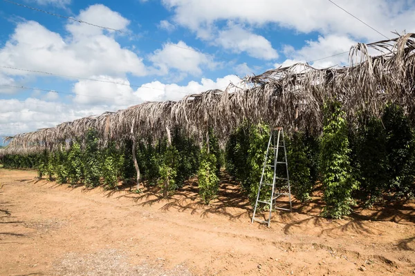 Kamboçya 'daki biber tarlasının görüntüleri. Çiftlik, Güneydoğu Asya 'da tarım..