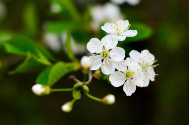 Akşamları çiçek açan elma ağacı.