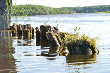 Kıyıya yakın sularda eski kütükler
