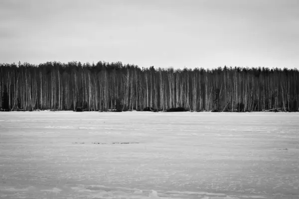 Winterwald Der Nähe Des Stausees — Stockfoto