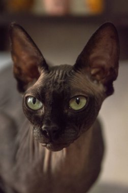 Sfenks soyundan gri bir kedinin portresi.