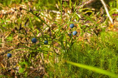 ormandaki yabanmersinleri otların arasında