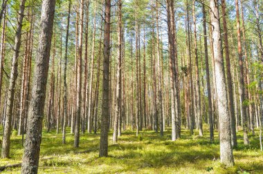 Güneşli bir günde yeşil ormanda yürümek