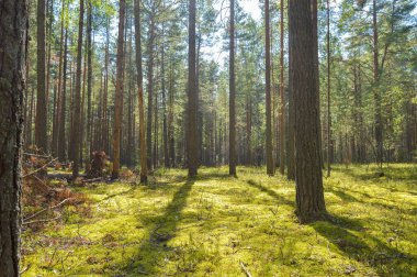 Güneşli bir günde yeşil ormanda yürümek