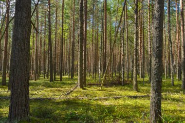 Güneşli bir günde yeşil ormanda yürümek
