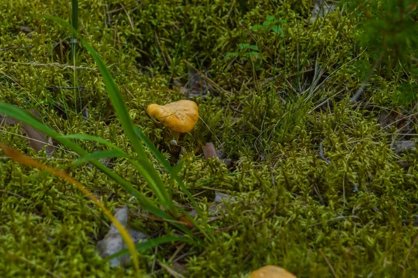 Pequeno Cogumelo Floresta Entre Grama — Fotografia de Stock