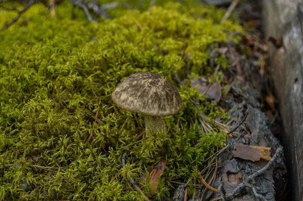 Boletus Bosque Cerca Árbol Sol — Foto de Stock