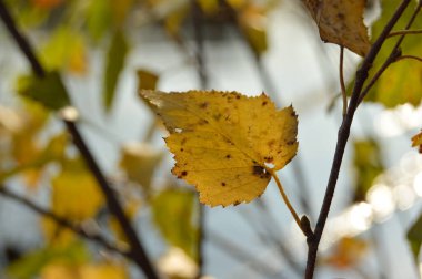 Gökyüzüne karşı sarı huş yaprağı
