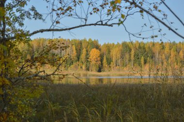 Nehir kenarındaki sarı sonbahar ormanı