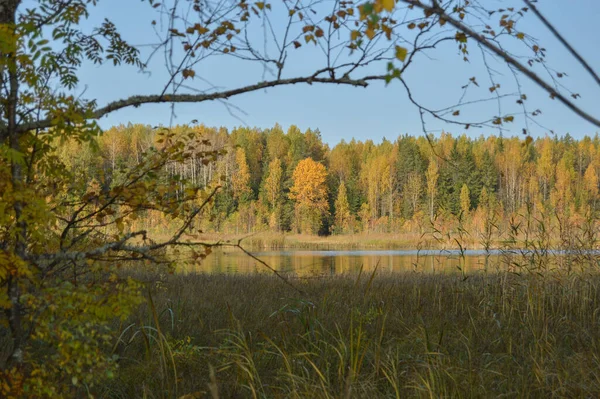 Yellow Autumn Forest River Stock Photo