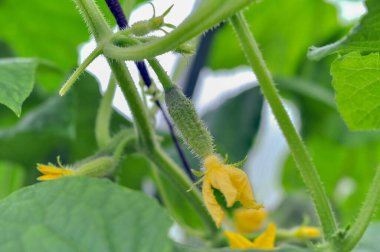 Küçük salatalıktan ve sebzelerden oluşan parlak sarı çiçekler. Seçici odak.