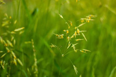 Genç bitkilerin sığ bir alan derinliği ve seçici bir odak noktası var..