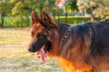 Alman çoban köpeği çoban köpeği parka giden bir çoban köpeği.