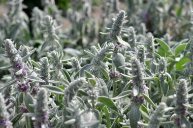 Güneşli bir yaz gününde yeşil buğday tarlası.