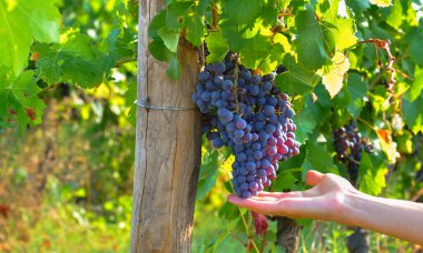 Üzüm bağından gelen kırmızı üzümleri tutan bir kadın. Üzüm hasadı 2019.