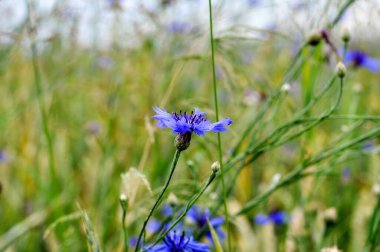 Çavdar tarlaları arasında yetişen Mavi Centaurea tarlası çiçeği.