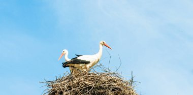 İki leylek, mavi gökyüzü ve bulutların arka planında bir yuvada otururlar..