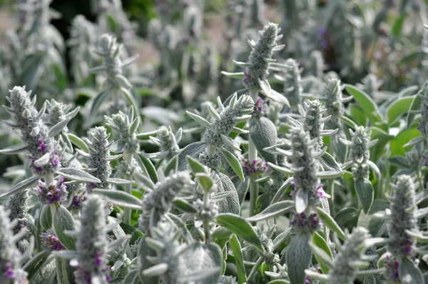 Güneşli bir yaz gününde yeşil buğday tarlası.